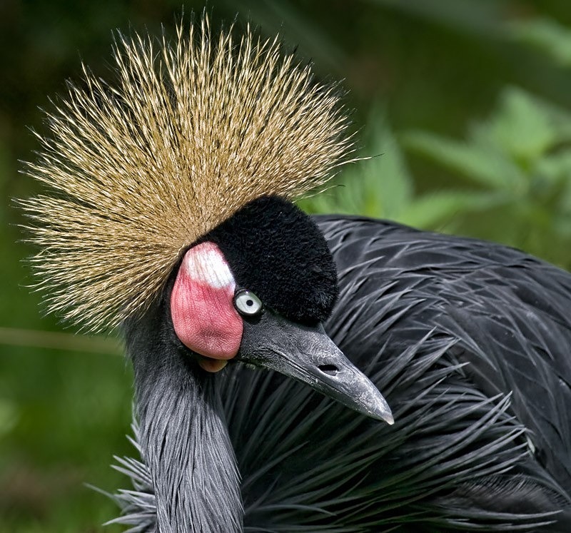 Beautiful Plumage C - Colour