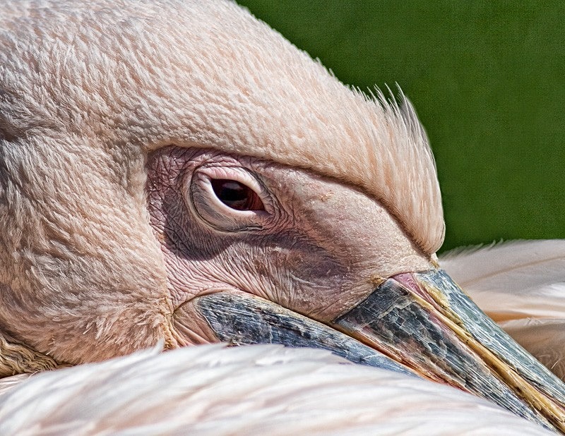 Pelican 03 C - Colour