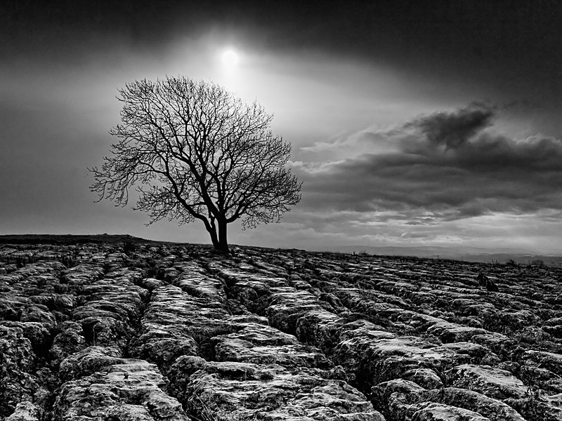 Malham Tree 02 - Landscapes