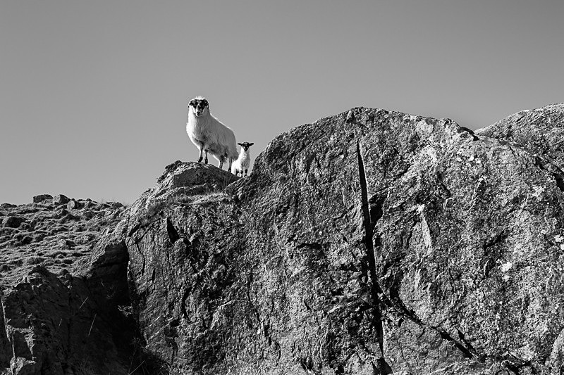 Ewe Have Lamb - Nature