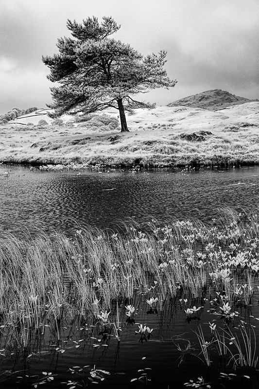 Kelly Hall Tarn 04 - Infra Red