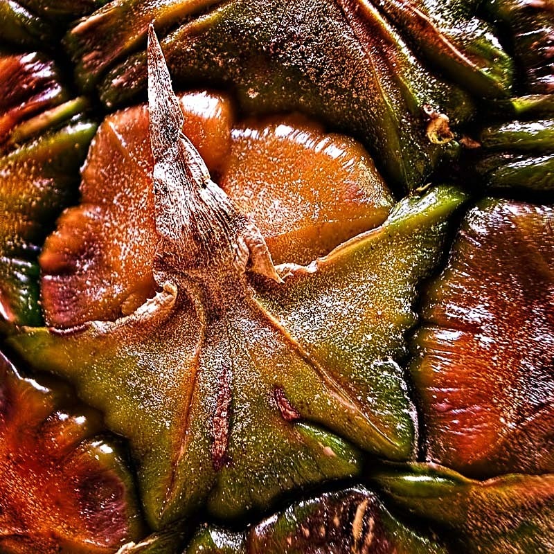 Pineapple Chunk C - Colour
