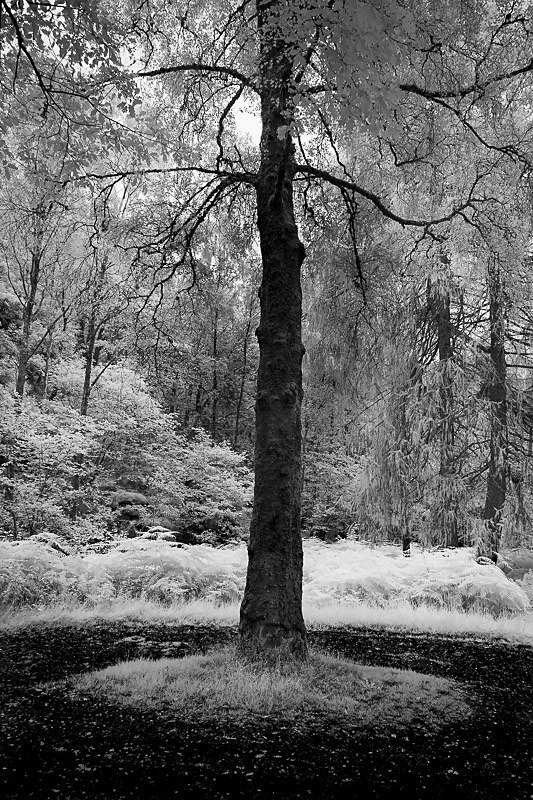 Ashness 01 - Infra Red