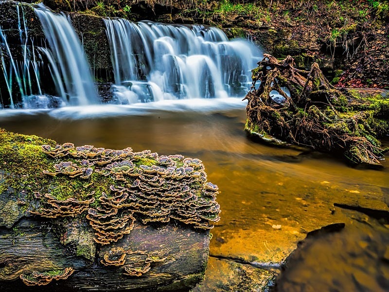 Scaleber Force 04 C - Colour