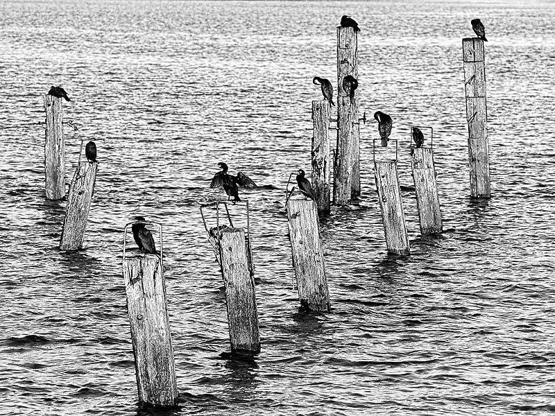 Cormorants 01 - Nature