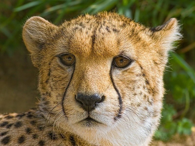 Tears of the Cheetah C - Colour