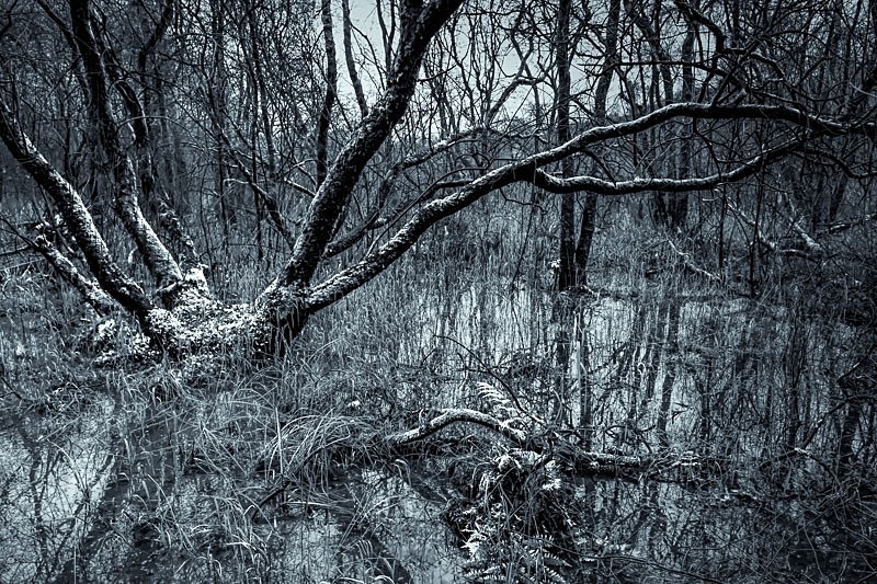 Roudsea Wood 01 - Waterscapes