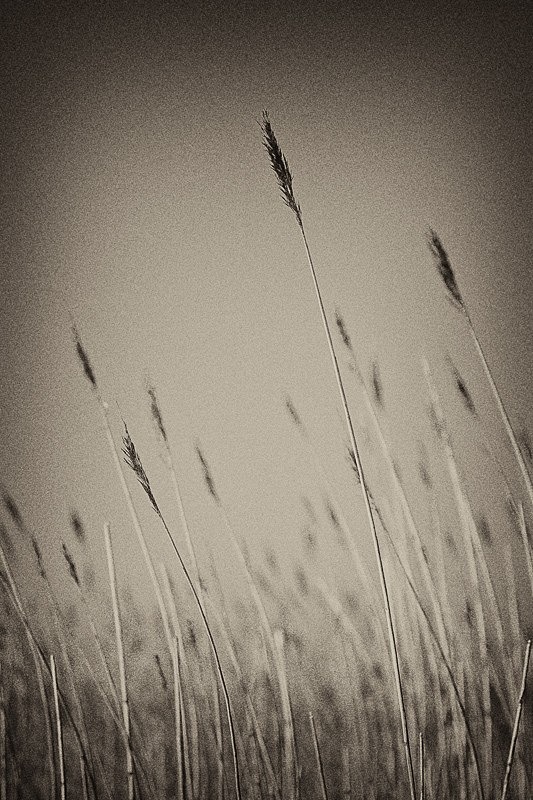 Reeds 03 - Nature