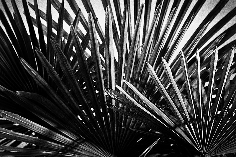 Palm Study 04 - Nature