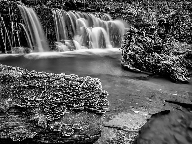 Scaleber Force 04 - Waterscapes