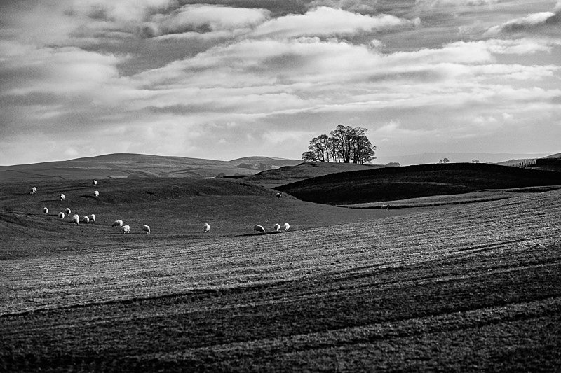 Teenley Hill 10 - Landscapes