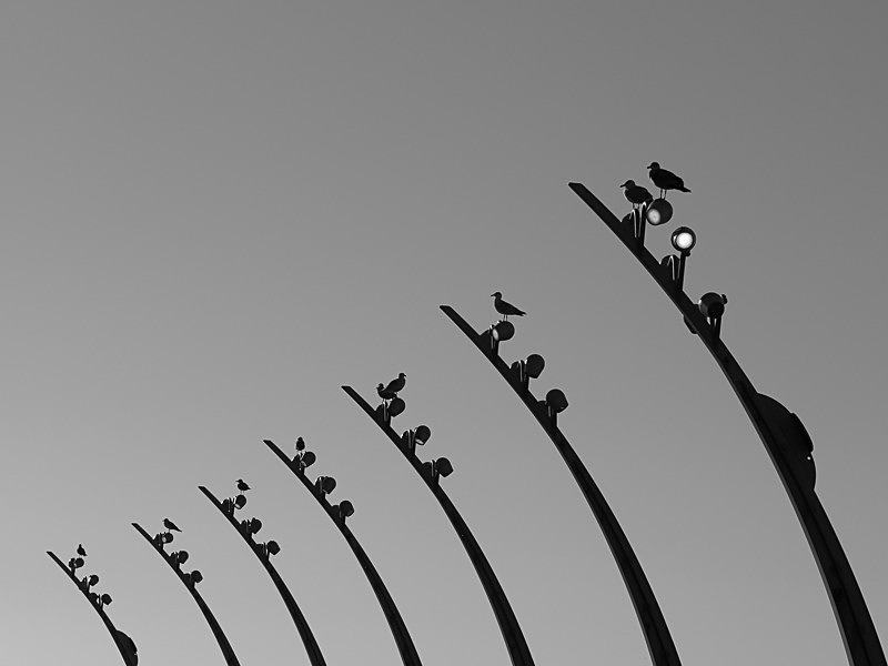 The Birds 01 - Man-Made