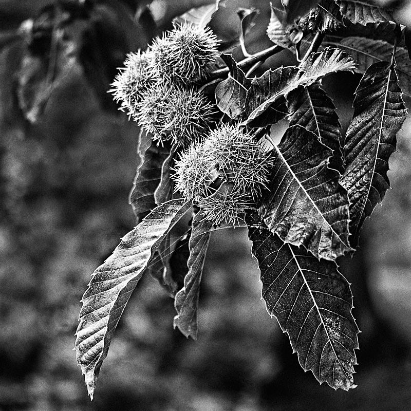 Sweet Chestnut - Nature
