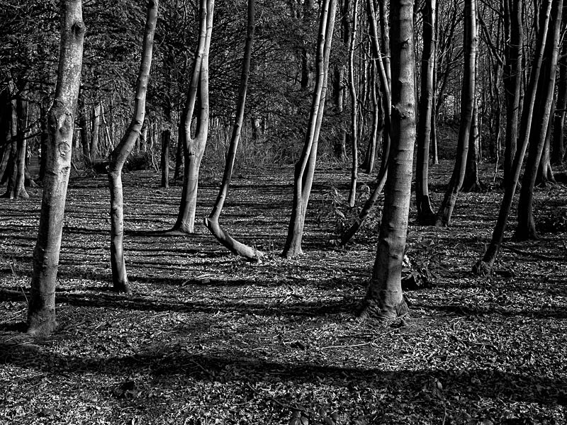 Lytham Parkland 001 - Landscapes