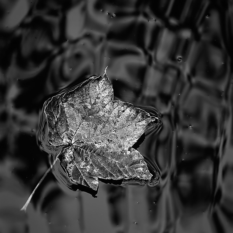 Leaf Well Alone - 13 Squared