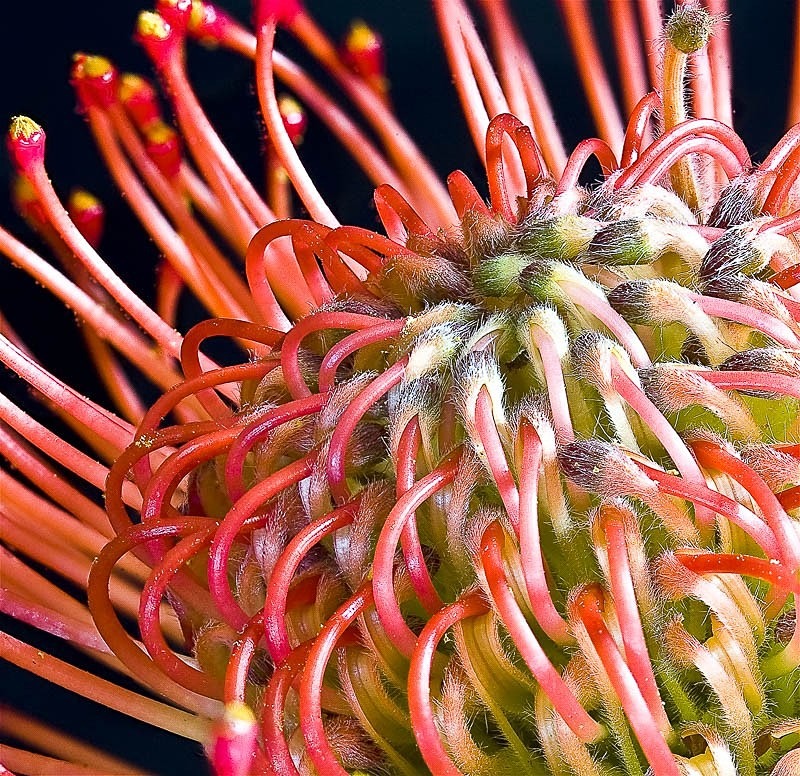 Leucospermum Cordifolium 01 C - Colour