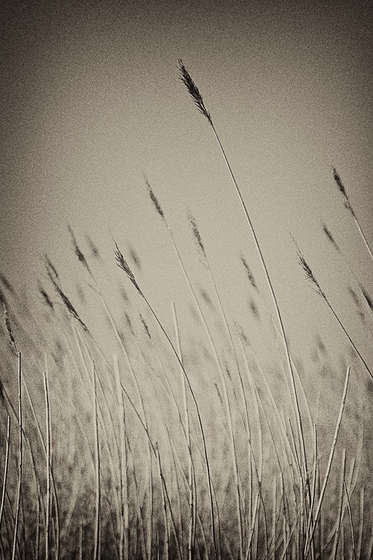 Reeds 01 - Nature