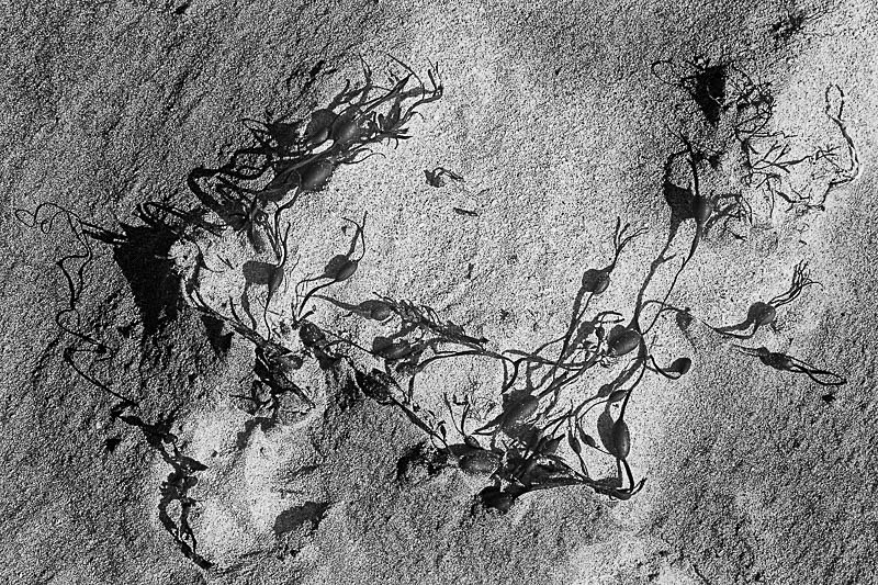 Seaweed Strands - Nature