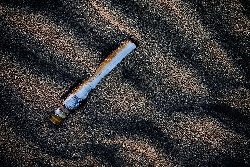Razor Clam 01 C - Colour