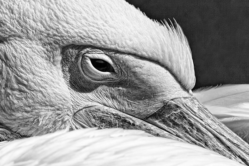 Pelican 03 - Nature