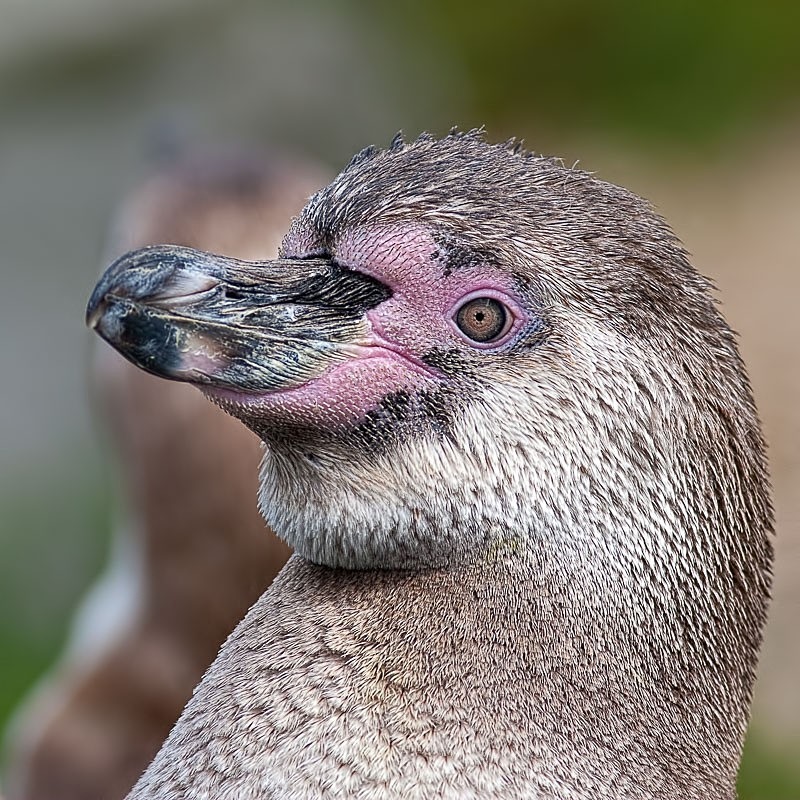 Magellanic Penguin C - Colour