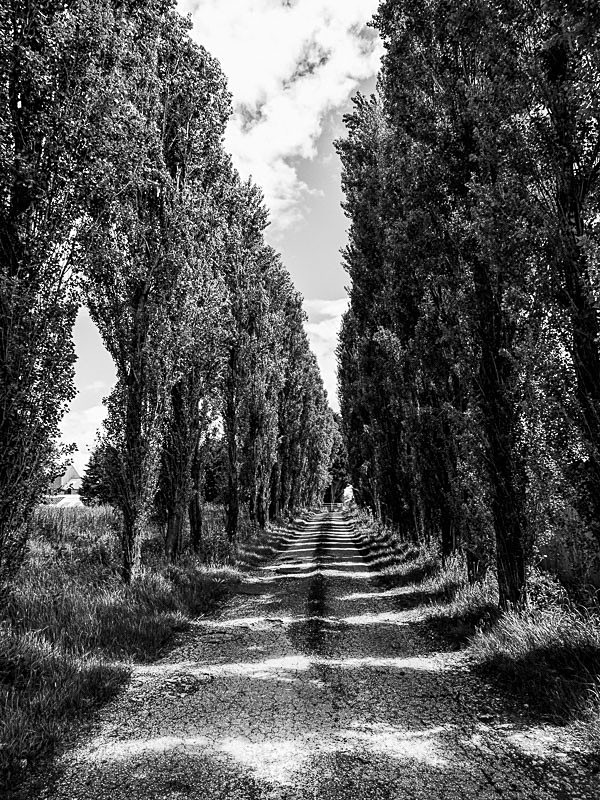 Poplar Ave 01 - Landscapes