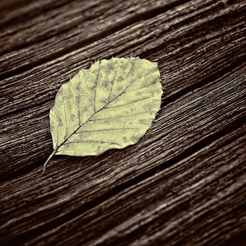 Beech Leaf On Dead Wood C - Colour