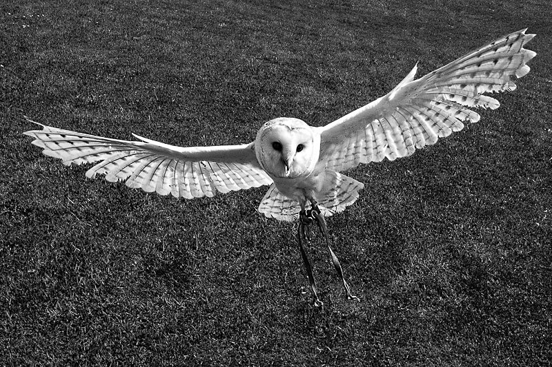 Barn Owl Approaching - Nature