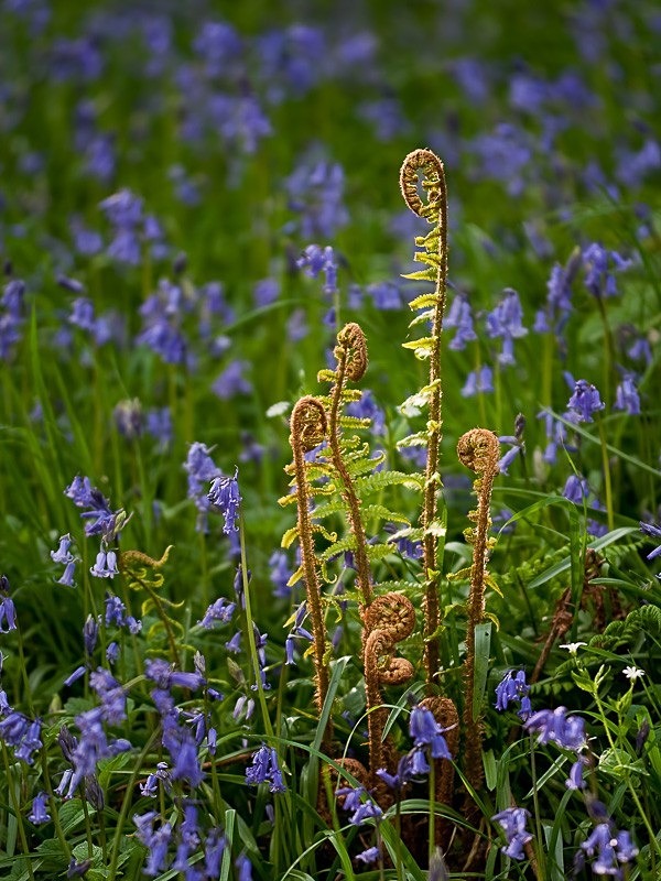Fiddleheads 02 C - Colour