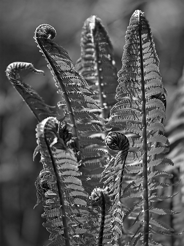 Fiddleheads 01 - Nature