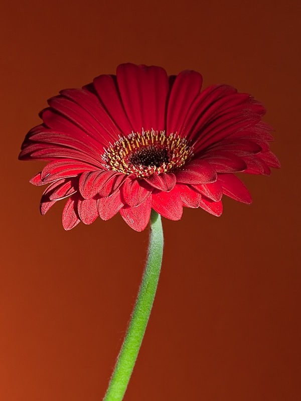 Gerbera 01 C - Colour