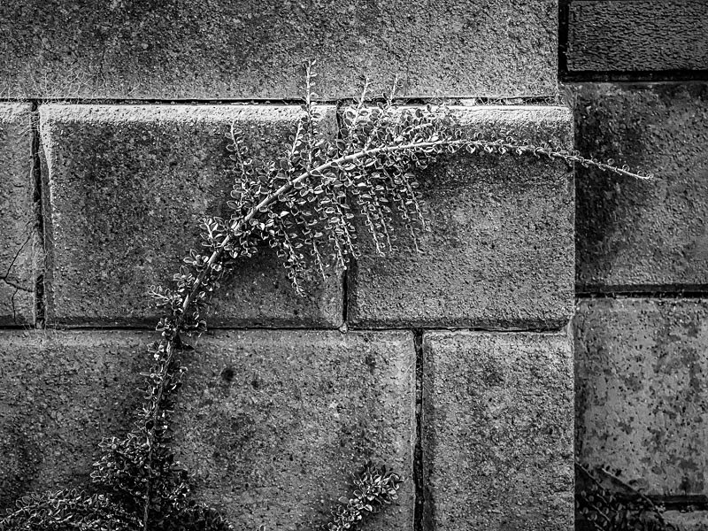 Arc and Line 002 - Nature