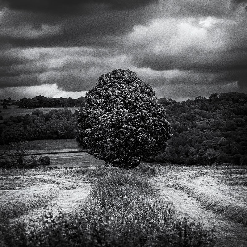 Lyth Valley 01 - Landscapes