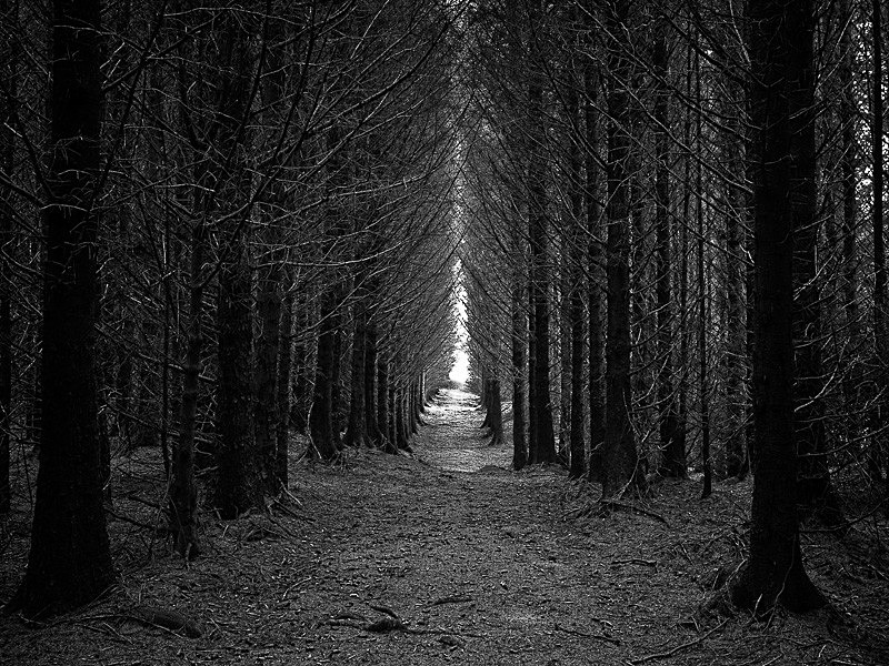 Langamull Forest 01 - Landscapes