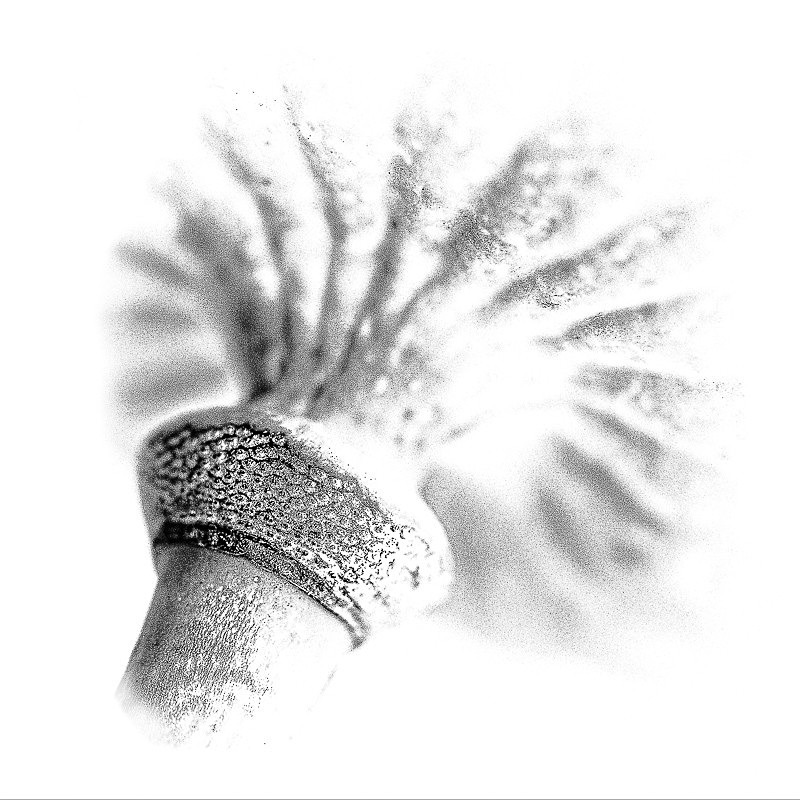 Poppy Head 04 - Studio
