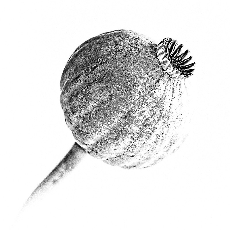 Poppy Head 02 - Studio