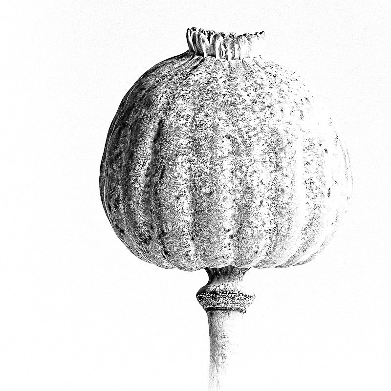 Poppy Head 01 - Studio