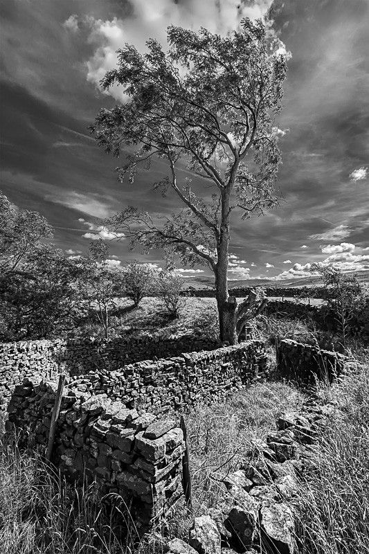 Dentdale 01 - Landscapes