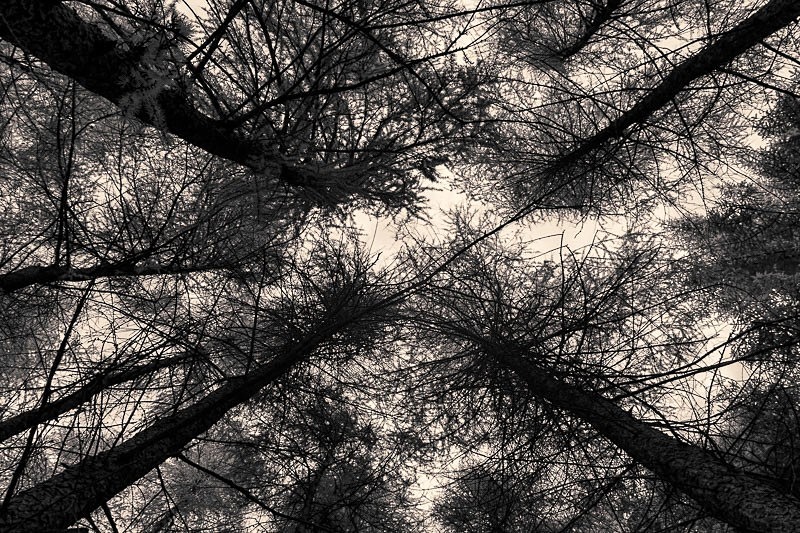 Rakerigg Wood 01 - Landscapes