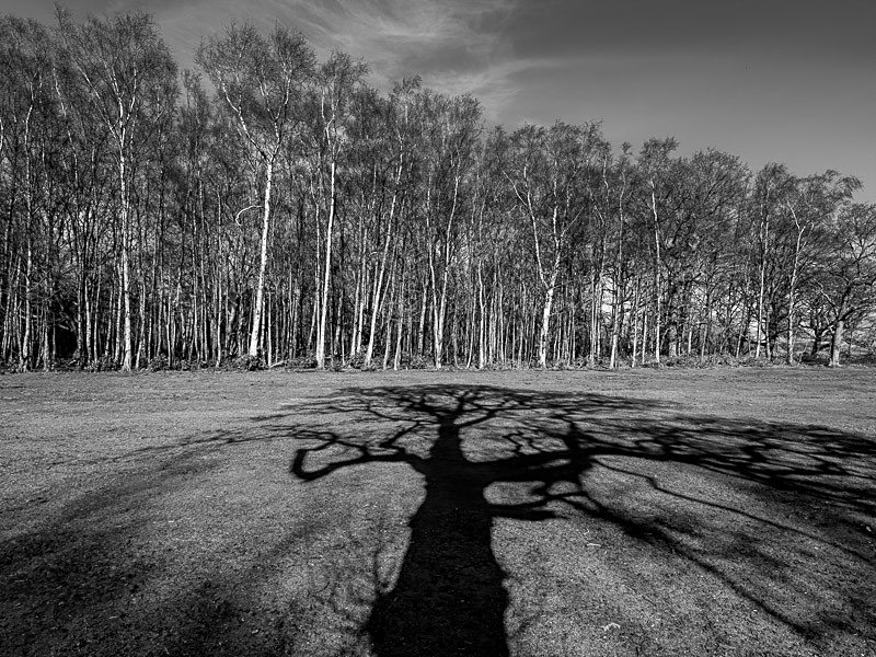Lytham Parkland 003 - Landscapes