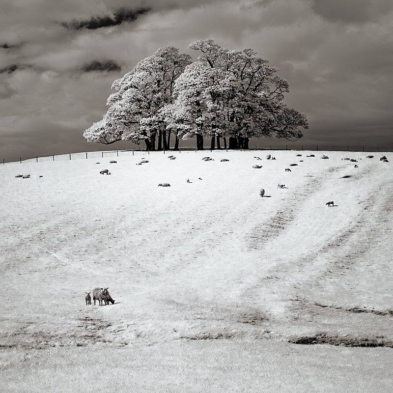 Teenley Hill 12 - Infra Red