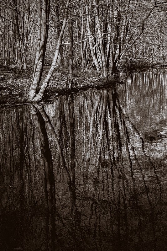 Curtains Pond 04 - Waterscapes