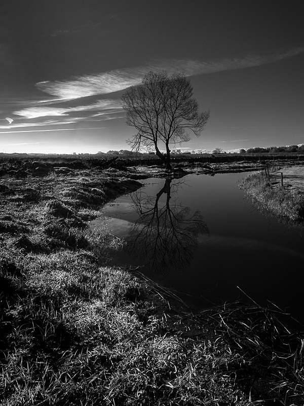 Leighton Moss 01 - Waterscapes