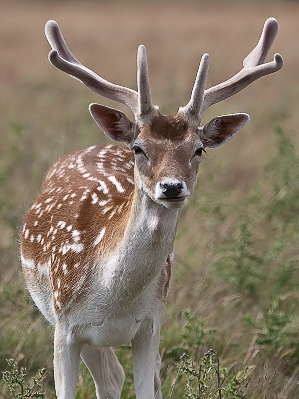 Fallow Buck 02 C - Colour