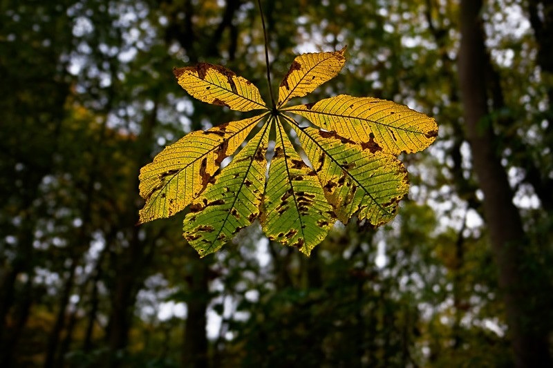 Leaf in the Sun 01 C - Colour