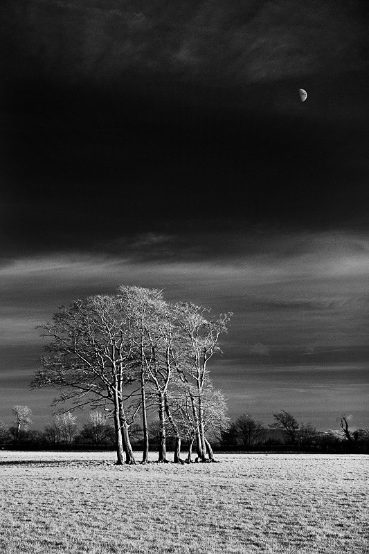 Lees Clump 01 - Infra Red