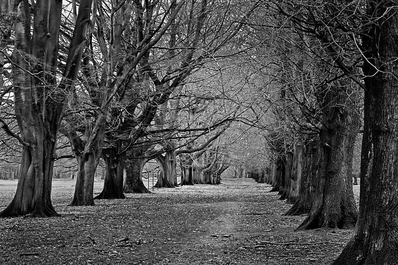 Tatton Drive - Landscapes