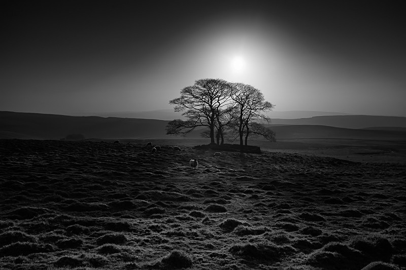 Henside Copse 03 - Landscapes