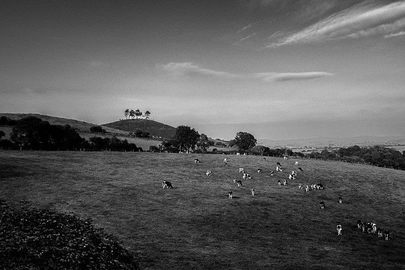 Colmers Hill 03 - Landscapes