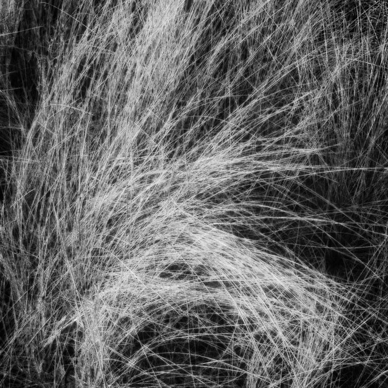 Marram Grass 02 - Nature